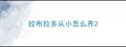 拉布拉多从小怎么养