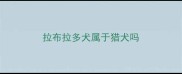 拉布拉多犬属于猎犬吗