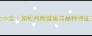 拉布拉多犬耳朵大小全如何判断健康与品种特征新手必看饲养指南