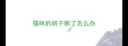 猫咪的胡子断了怎么办