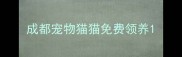 成都宠物猫猫免费领养