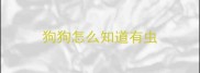 狗狗怎么知道有虫
