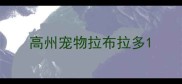 高州宠物拉布拉多