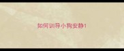 如何训导小狗安静