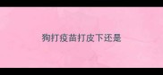 狗打疫苗打皮下还是