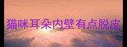 猫咪耳朵内壁有点脱皮