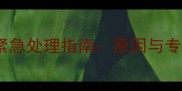 狗狗拉稀黑色怎么办紧急处理指南原因与专业对策守护爱犬健康