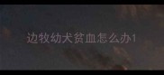 边牧幼犬贫血怎么办