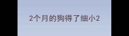 2个月的狗得了细小