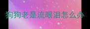 狗狗老是流眼泪怎么办