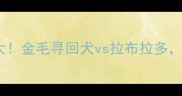 拉布拉多犬种区别大金毛寻回犬vs拉布拉多选对才不会踩坑