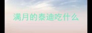 满月的泰迪吃什么