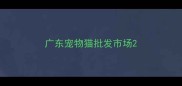 广东宠物猫批发市场