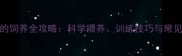 边牧的饲养全攻略科学喂养训练技巧与常见问题