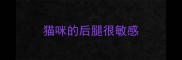 猫咪的后腿很敏感