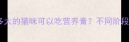 科学喂养指南多大的猫咪可以吃营养膏不同阶段需求与选购全