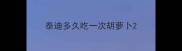 泰迪多久吃一次胡萝卜