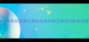 行为拉布拉多尾巴卷到后背的常见表现与触发场景