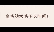 金毛幼犬毛多长时间