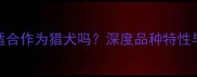 拉布拉多适合作为猎犬吗深度品种特性与饲养指南