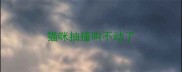 猫咪抽搐叫不动了