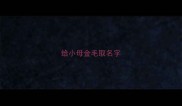 给小母金毛取名字