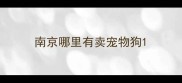 南京哪里有卖宠物狗