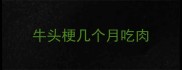 牛头梗几个月吃肉