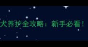 5个月拉布拉多幼犬养护全攻略新手必看喂养训练健康指南