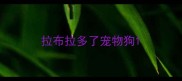 拉布拉多了宠物狗