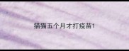 猫猫五个月才打疫苗