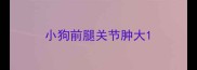 小狗前腿关节肿大