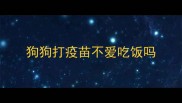 狗狗打疫苗不爱吃饭吗