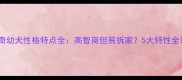 哈士奇幼犬性格特点全高智商但易拆家5大特性全攻略