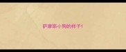 萨摩耶小狗的样子