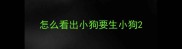怎么看出小狗要生小狗