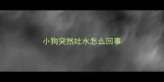小狗突然吐水怎么回事