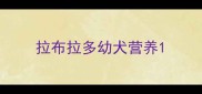 拉布拉多幼犬营养