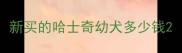 新买的哈士奇幼犬多少钱