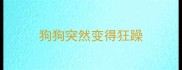狗狗突然变得狂躁
