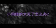 小狗睡的太死了怎么办