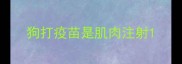 狗打疫苗是肌肉注射
