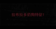 拉布拉多奶狗特征