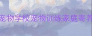 宠物学校宠物训练家庭寄养