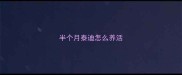 半个月泰迪怎么养活