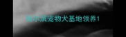 哈尔滨宠物犬基地领养
