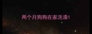 两个月狗狗在家洗澡