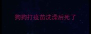 狗狗打疫苗洗澡后死了