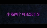 小猫两个月还没长牙