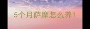 5个月萨摩怎么养